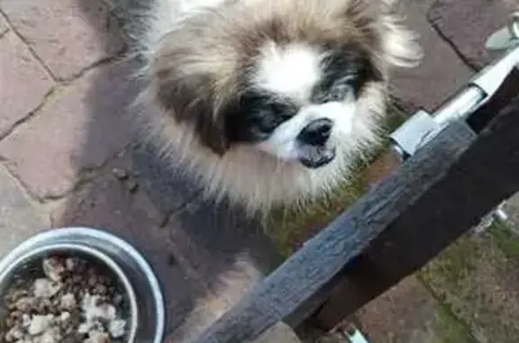 Missing Blind Pekingese in Johannesburg