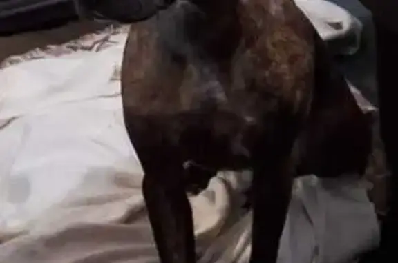 Lost Brindle Staffi Cross in Cape Town