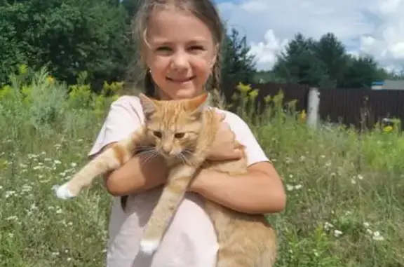 Знайдено руду кішку, дружню до дітей, Одеса