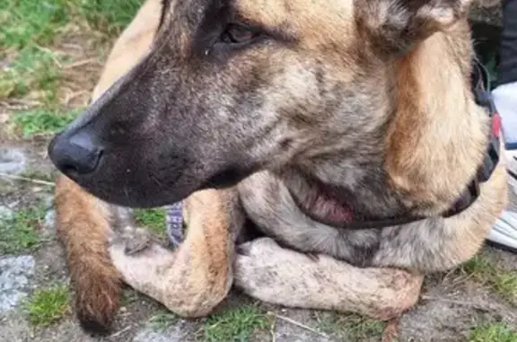 Chienne Malinois trouvée avec harnais rose - photo