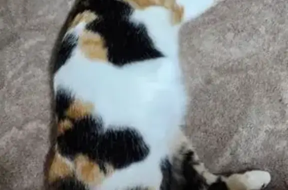 Missing Calico Cat - Shy, Young, Akebia Way