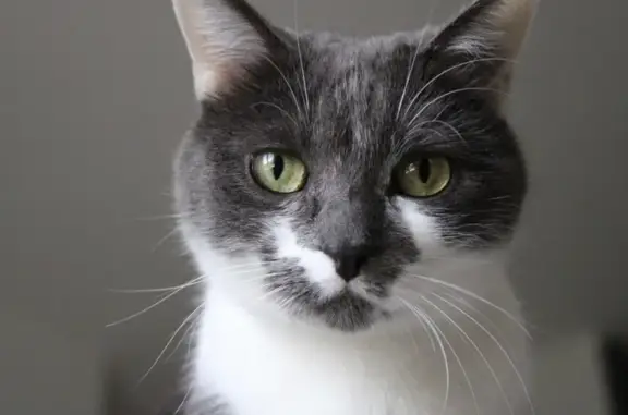Chat perdu, , photo: Chatte européenne grise-blanche disparue