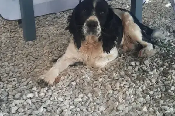 Chien trouvé Malemort-sur-Corrèze, photo: Border collie trouvé, sociable et joueur