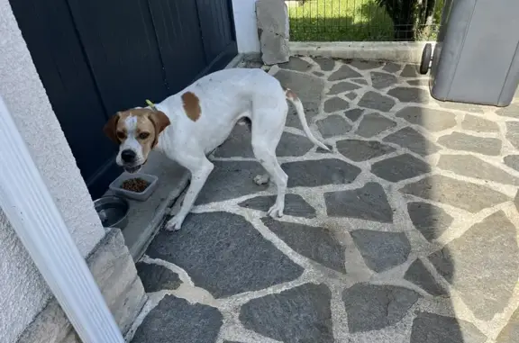 Chien trouvé Soyaux, photo: Chien mâle trouvé, collier jaune, Soyaux