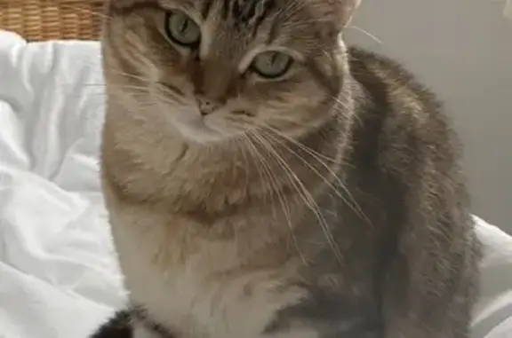 Animaux perdus Razac-sur-l'Isle, photo: Chatte stérilisée tigrée disparue à Razac