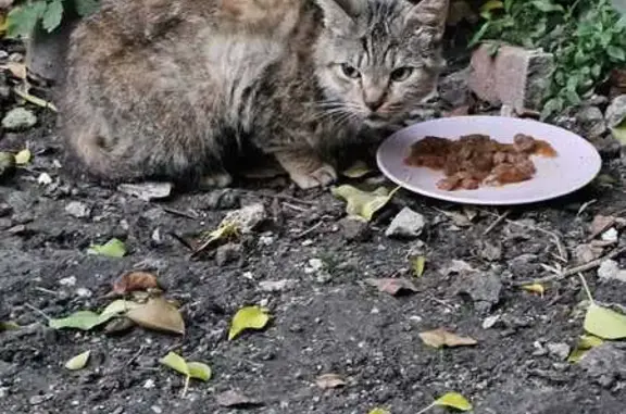 Chat trouvé à Chambry, malade et maigre - photo