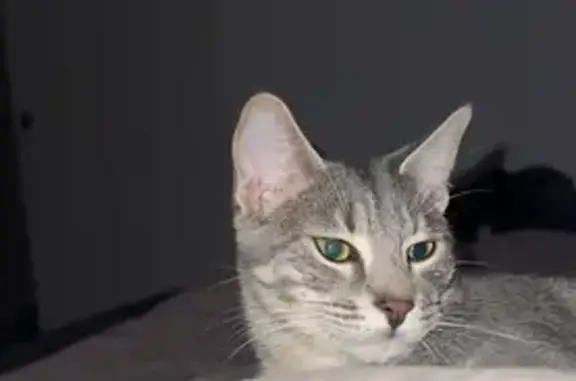 Chat perdu, Grenoble, photo: Chat mâle gris-crème perdu à Grenoble