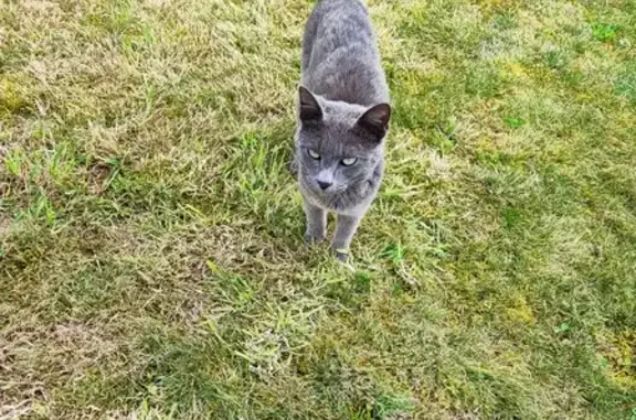 Chat câlin trouvé à Sainte-Marie - photo