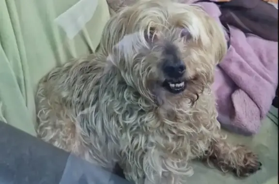 Chien perdu , photo : Yorkshire perdu, 14 ans, forêt Vellescot
