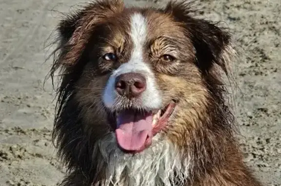 Chien perdu Goudargues, photo : Berger australien femelle perdu en Libye