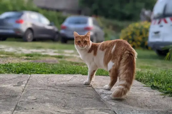 Animaux perdus , photo: Jeune chat roux et blanc disparu à Pisany