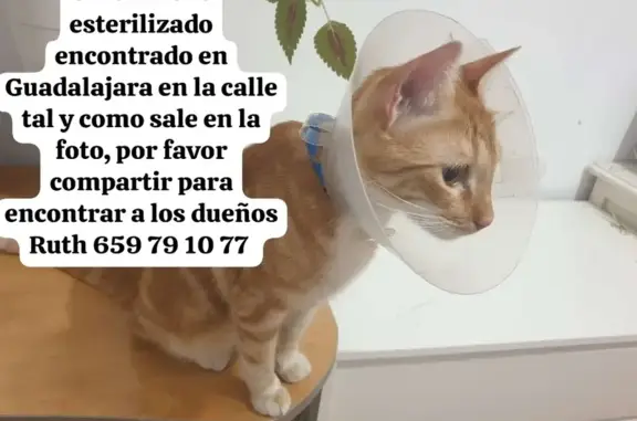 Gato Rescatado en Guadalajara con 2 Collares