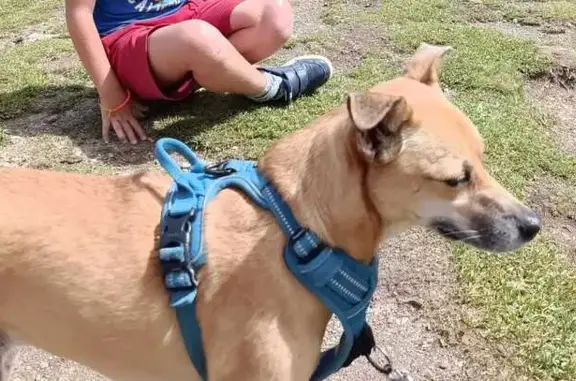 Animaux perdus La Gaude, photo: Chien perdu : Liloo, 6 ans, harnais bleu