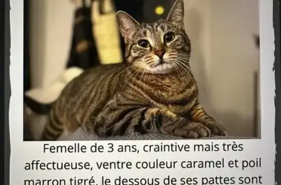 Chat perdu, Champlan, photo: Chatte tigrée craintive disparue à Champlan