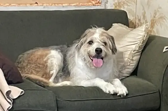 Found: Wire-Haired Dog on St. Thomas Rd