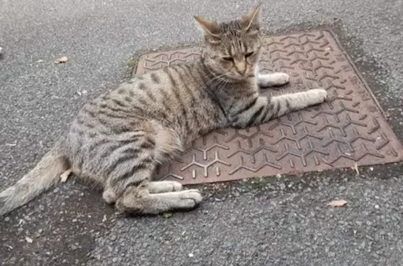 Chat Européen tigré femelle trouvé à Lille - photo