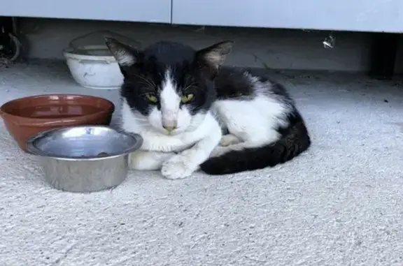 Chat noir et blanc trouvé à Malviès - photo