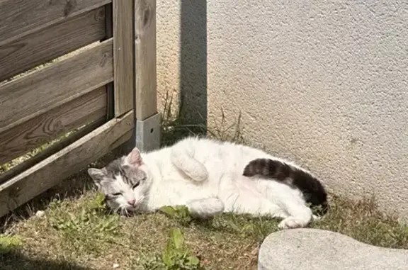 Chat trouvé, ne mange pas ni ne boit, St-Alban - photo