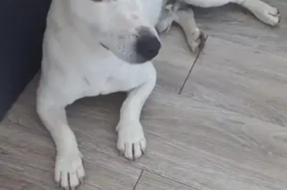 Jack Russel trouvé, mâle, Grasse, Chemin des Lierres - photo