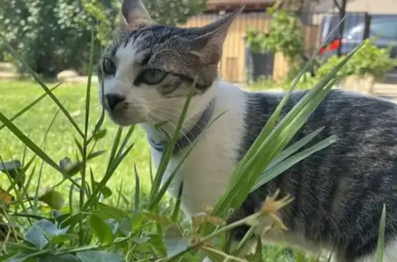 Chat perdu, Carpentras, photo: Chat perdu près de Carpentras-Aubignan