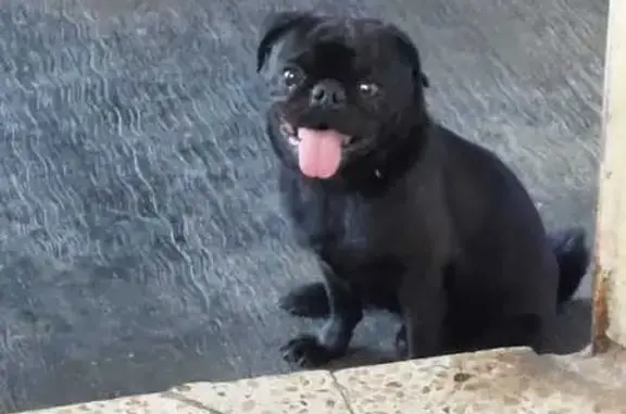 ¡Perro Pug Negro Perdido! Ayuda en Cancún