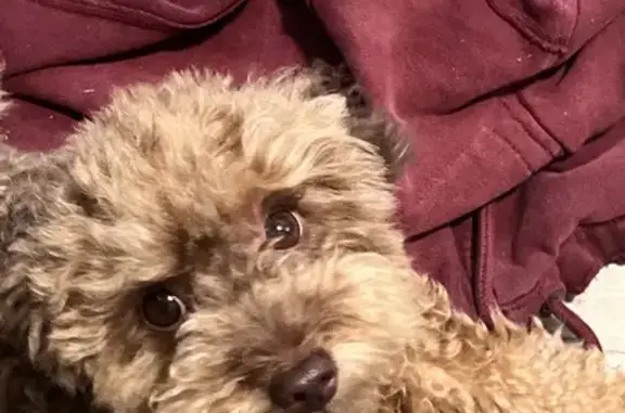 Lost Toy Poodle: Brown, Last Seen on Independence Blvd