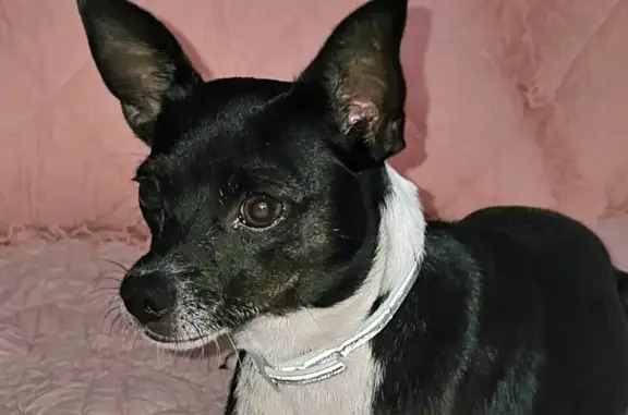 Found Black & White Female Chihuahua - San Antonio