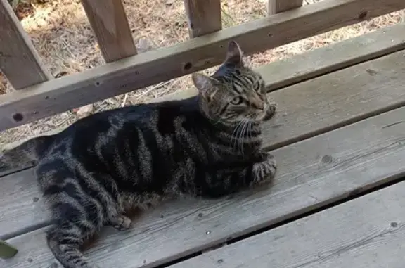 Chat trouvé Solliès-Toucas, photo: Chat tigré affectueux trouvé RD554, Solliès-Toucas