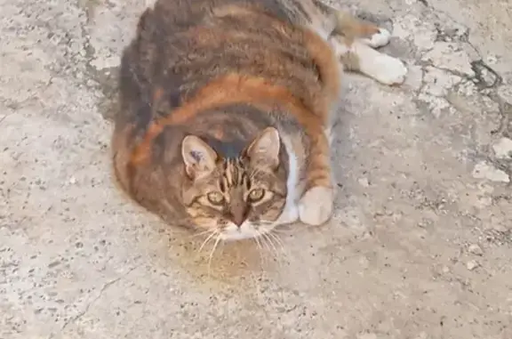 Chat trouvé La Roquebrussanne, photo: Gros chat tricolore trouvé à La Roquebrussanne