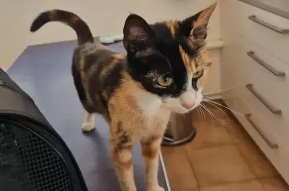 Chatte trouvée près de l'hôpital Sainte Musse - photo