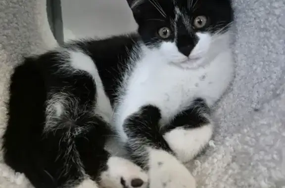 Animaux perdus Plouaret, photo: Chaton noir et blanc perdu à Plouaret