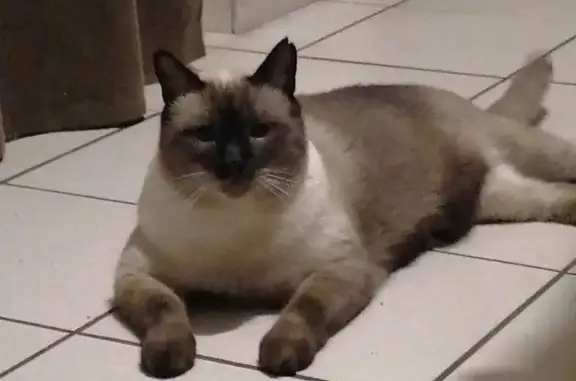 Chat perdu, , photo: Chat siamois seal point perdu à Saint-Trimoël