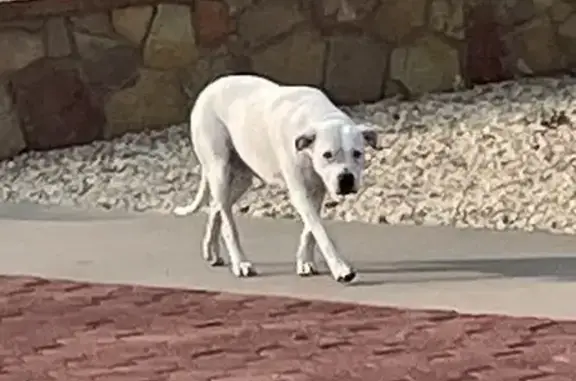 Found Sweet Female Pit Mix on Greenock St.