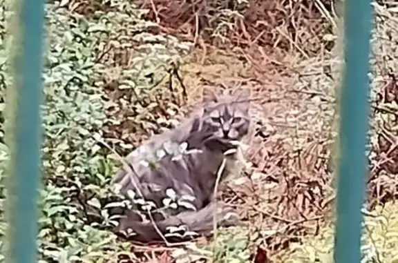 Chatte et 3 chatons près du camping grillagé - photo
