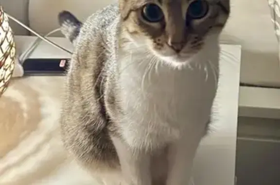 Chat perdu, Carros, photo: Chat Disparu: Blanche et Marron, Cicatrice Ventre