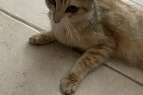 Jeune chatte crème blessée trouvée à Salignac - photo