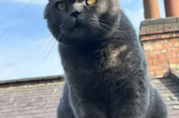 Missing British Shorthair Cat on Birchfield