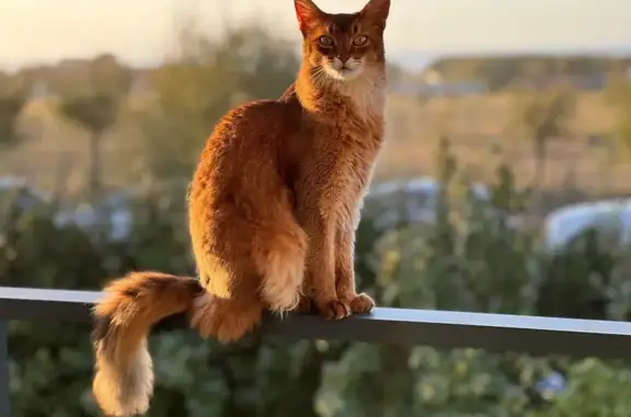 Animaux perdus Anglet, photo: Chat fauve perdu à Anglet
