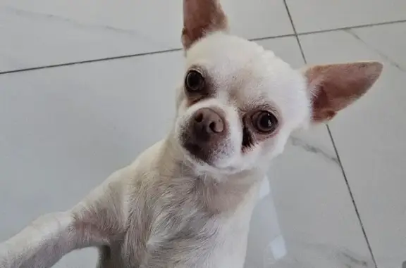 Missing White Chihuahua 'Toy' on 9th St, Naples