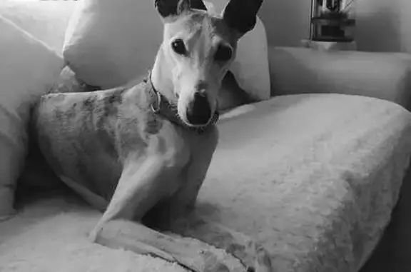 ¡Urgente! Buscamos Whippet Anciano Perdido