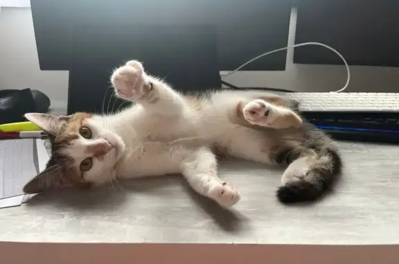 Animaux perdus Combaillaux, photo: Chatte peureuse disparue à Combaillaux
