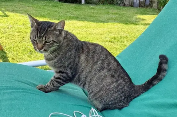 Chat tigré gris trouvé à Saint-Saulve - photo