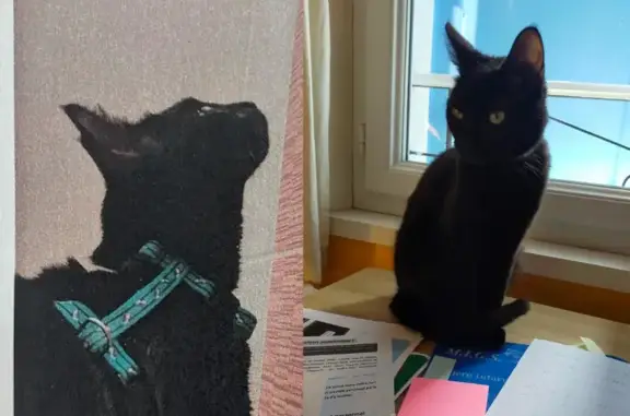 Animaux perdus Pau, photo: Chatte Touffic disparue, harnais vert, Pau