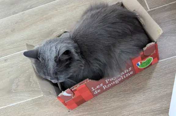 Chat perdu à Smarves: Minette grise 3 ans - photo