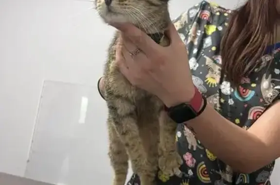 Chatte tigrée sociable trouvée à Bourges - photo