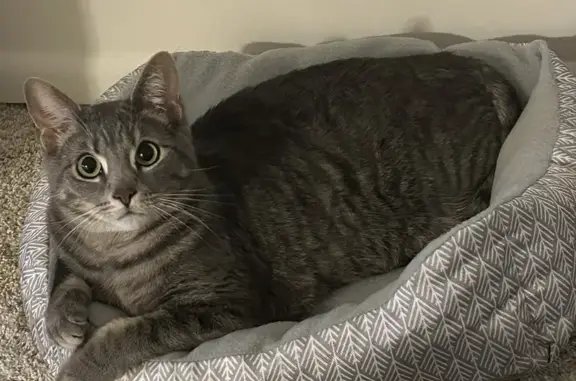 Missing Gray Cat in Covington - Help Needed!