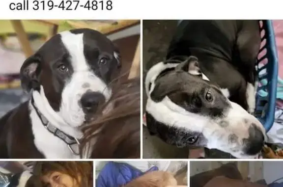 Lost Dogs: Sheera & Ariel on Cottage Grove