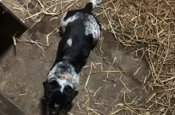 Chien de chasse trouvé à Saint-Ouen - photo