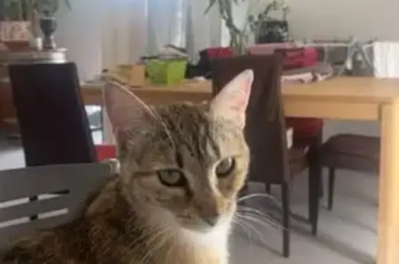 Chat perdu, Saint-André-de-Corcy, photo: Chatte tigrée disparue à Saint-André-de-Corcy