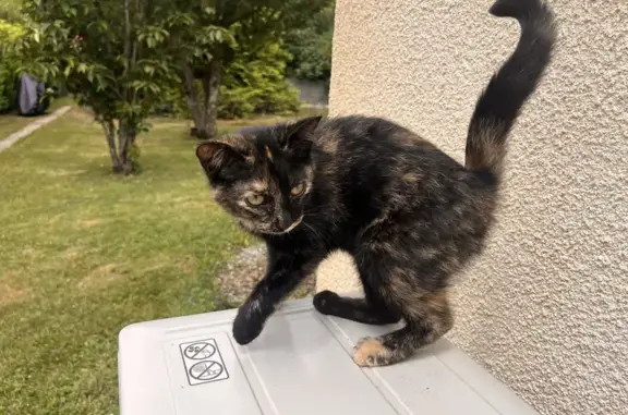Chat écaille de tortue trouvé à Juillan - photo